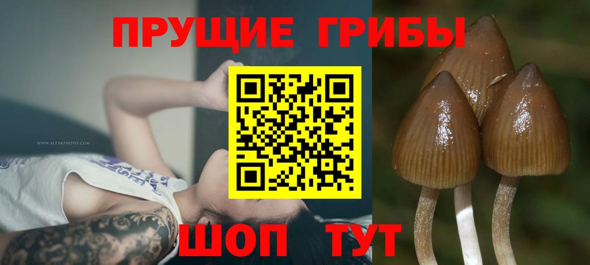 Галлюциногенные грибы MAGIC MUSHROOMS  Вход с VPN  Галлюциногенные грибы GOLDEN TEACHER  Саяногорск 